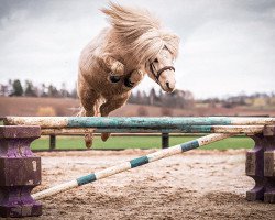 Deckhengst Peregrin Tuk vom Brahmetal (Shetland Pony (unter 87 cm), 2016, von Fleetwood Ley Piano)