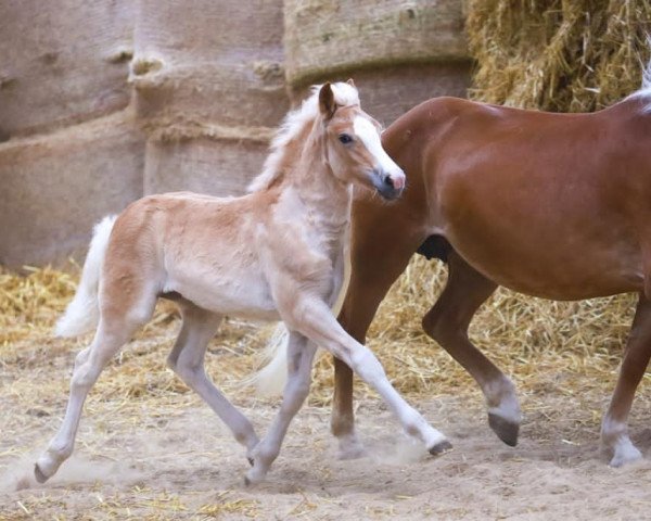 Zuchtstute Bella Italia (Haflinger, 2020, von Sterngold)