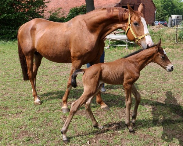 broodmare Wajama HF (Hanoverian, 1999, from Wolkentanz II)