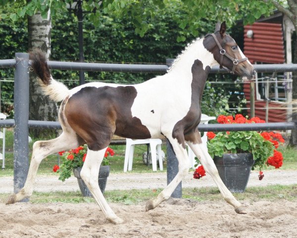 Springpferd Mojito E (Deutsches Reitpferd, 2013, von Coupe d`Or)