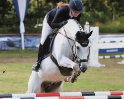 jumper Printus 2 (Hanoverian, 2009, from Perigueux)