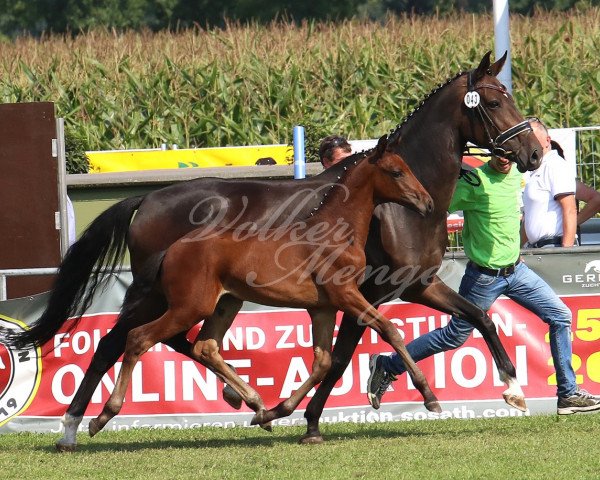 broodmare Mira (German Warmblood, 2019, from Faustinus)