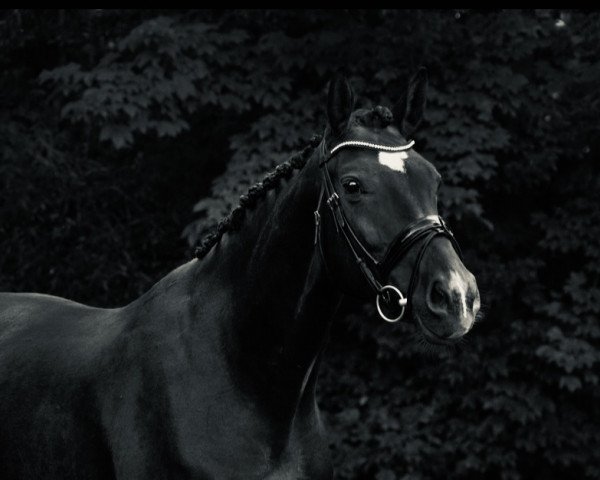 jumper Cancara 17 (Holsteiner, 2015, from Cascado Elite)