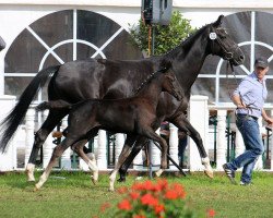 broodmare Palina (German Sport Horse, 2017, from Bernay)