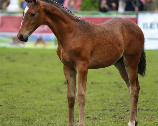 stallion Mercedes S (German Sport Horse, 2017, from DSP Marc Cain)