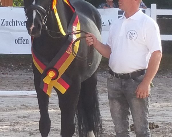 broodmare Philosophie (German Warmblood, 2011, from Dancier)