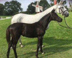 horse For Romance x De Niro x Gribaldi (Westphalian, 2017, from For Romance I)