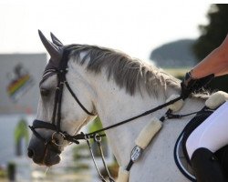 Springpferd Clintini 2 (Holsteiner, 2010, von Clinton I)