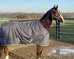 Pferd Captain Jack 84 (Westfale, 2016, von Cardini)