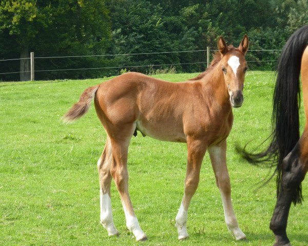 horse Greg Z (Zangersheide riding horse, 2017, from George Z)