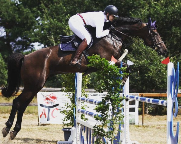 jumper Chesterfield 43 (Hanoverian, 2012, from Cent 15)