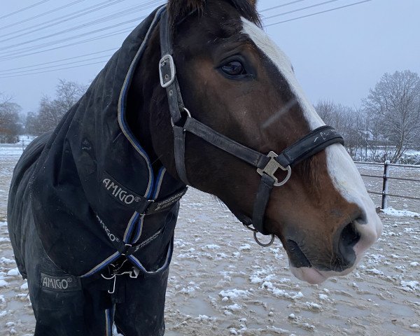 jumper Anton 595 (Hanoverian, 2006, from Advocat)