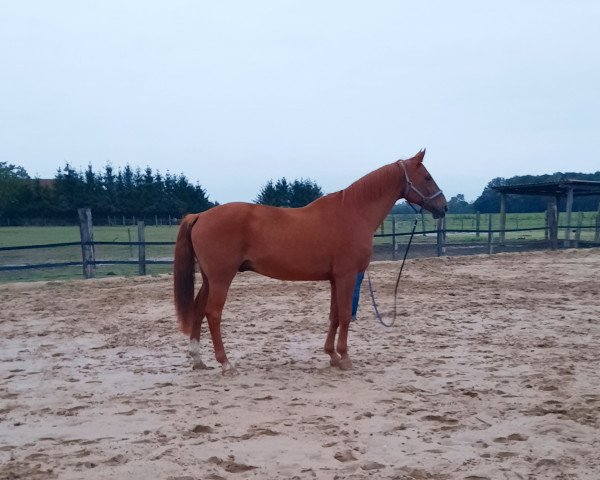 jumper Valentin 94 (Hanoverian, 2002, from Waterford)