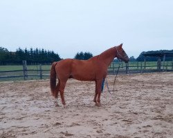 jumper Valentin 94 (Hanoverian, 2002, from Waterford)