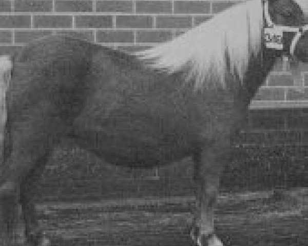 broodmare Sparrowswick Robbie's Sparkle (Shetland pony (under 87 cm), , from Robbie the Laird) broodmare Sparrowswick Robbie's Sparkle (Shetland pony (under 87 cm), , from Robbie the Laird)