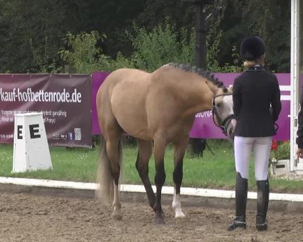 10. Bettenröder Dressurtage 2014