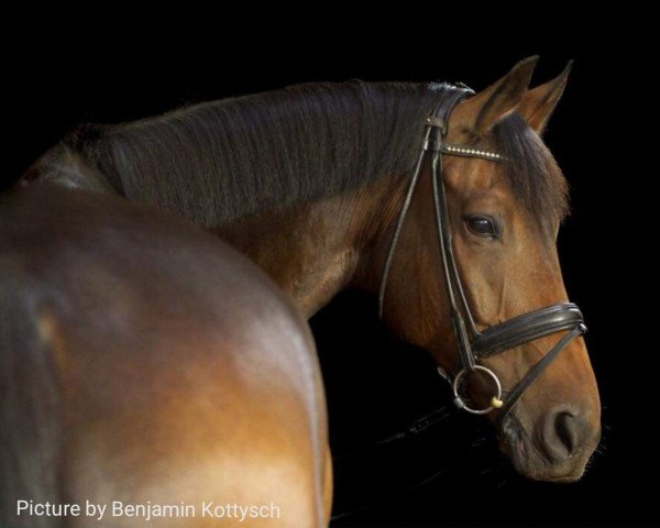 jumper Perfettu (Italian Warmblood, 2008, from Ksar Sitte)