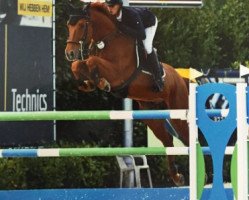 jumper van Gogh Vls (Belgium Sporthorse, 2005, from Nabab de Rêve)