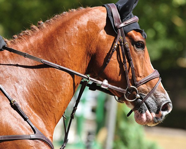 jumper Historius van de Osseweide (KWPN (Royal Dutch Sporthorse), 2012, from Bugatti VDL)