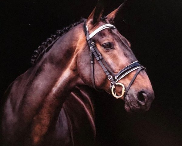 horse Enrico Caruso B (Westphalian, 2008, from Ehrenstolz)
