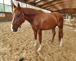 dressage horse Remember Me L (Hanoverian, 2012, from Royal Blend)