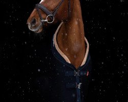 Dressurpferd Rayon de soleil P (Hannoveraner, 2009, von Royal Diamond)