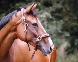 jumper Lady Syndira (German Sport Horse, 2011, from Syphir)