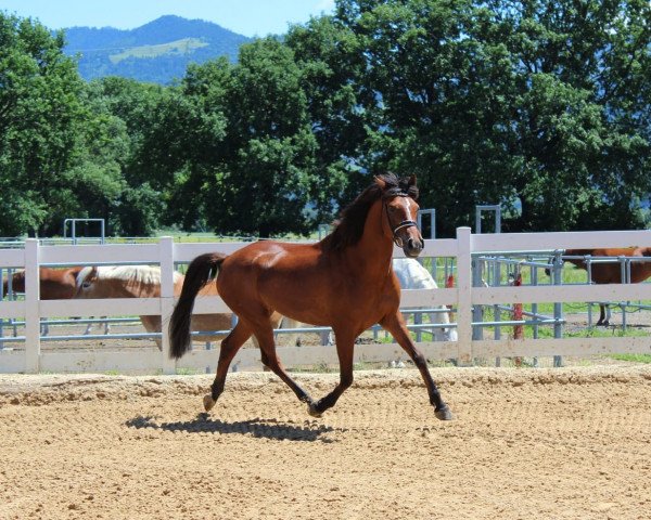Dressurpferd Snippeling Abias (New-Forest-Pony, 2010, von Polsbury Pirelli)