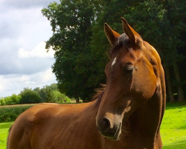 dressage horse Leni Löwenherz (Oldenburg, 2016, from Louvre S)
