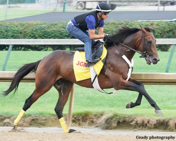 horse King Guillermo xx (Thoroughbred, 2017, from Uncle Mo xx)