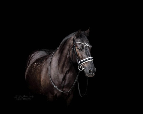 horse Husar (sonstiges Pony, 2002, from Gleisberg Hunter)