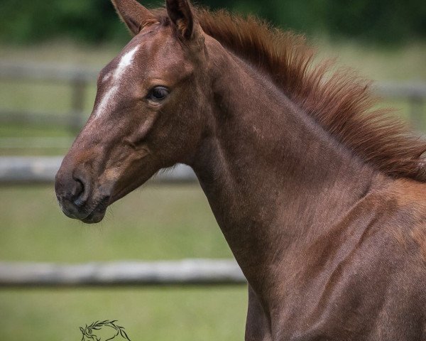 horse Im Special Hero (Westphalian, 2017, from I'm Special de Muze)