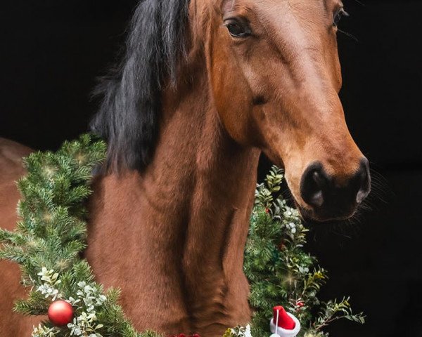 Zuchtstute Emilie (Westfale, 2014, von Escolar)