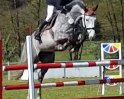 broodmare Quibell 24 (Holsteiner, 2009, from Quo Vados I)