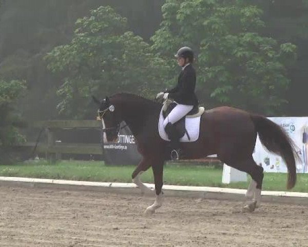 10. Bettenröder Dressurtage 2014