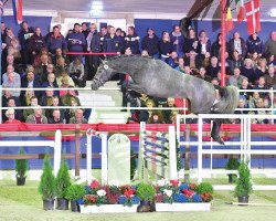 stallion Cornet's Darco (Oldenburg show jumper, 2017, from Cornet Obolensky)