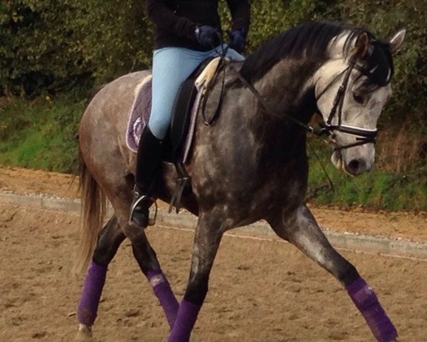 dressage horse Exupéry (Rhinelander, 2008, from Estobar NRW)