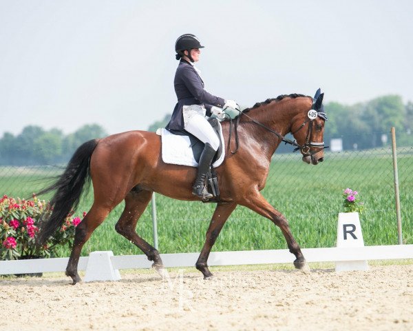 Dressurpferd Lord Faunt Leroy (Rheinländer, 2012, von Lord Loxley I)