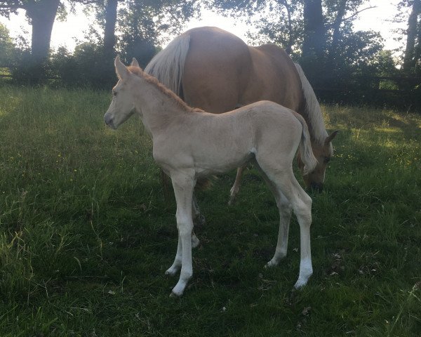 horse Dijon (German Riding Pony, 2020, from Kastanienhof Donnertrommler)