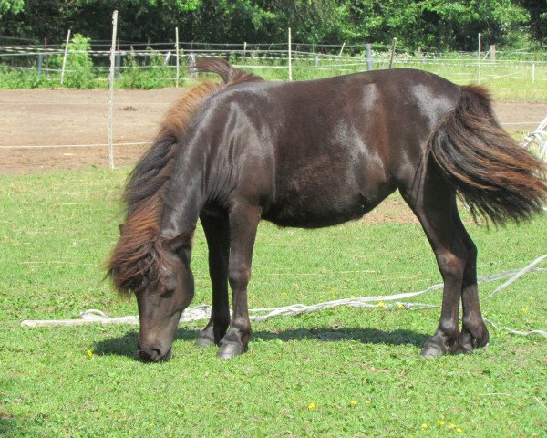 horse carlotta vom Allerhop (Dt.Part-bred Shetland pony, 2019, from Kwintus van Stal Geerhof)