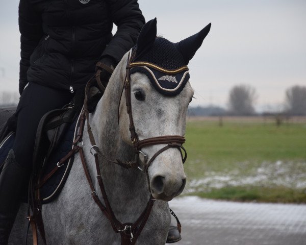 Springpferd Calero W (Mecklenburger, 2016, von Casskeni II)