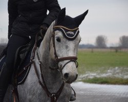 jumper Calero W (Mecklenburg, 2016, from Casskeni II)