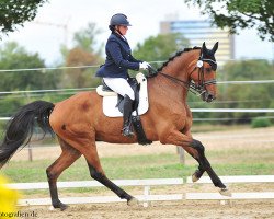 dressage horse Lord-Le-Beau (Oldenburg, 2008, from Lord Pezi)