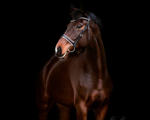 dressage horse Belstaff's de Libra (Oldenburg, 2012, from Belstaff) dressage horse Belstaff's de Libra (Oldenburg, 2012, from Belstaff)