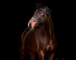 Dressurpferd Belstaff's de Libra (Oldenburger, 2012, von Belstaff)