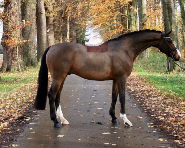 Pferd Bertini J (Westfale, 2016, von Callaho's Benicio)