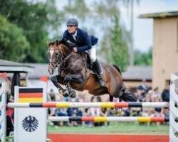 stallion Orplid (Rhinelander, 2002, from Orlando van de Heffinck)