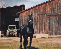Pferd Wopke fan Skrins (Friese, 1999)