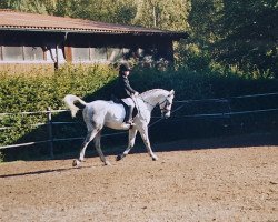 jumper Gazal 31 (Shagya Arabian, 1994, from Orpheuss II)