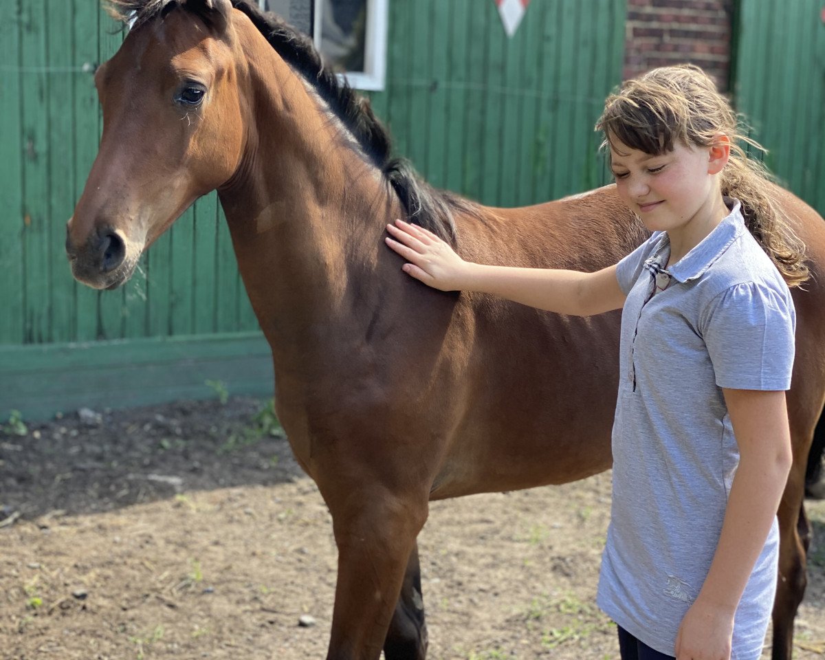Cavallo da salto Tombola (Westfale, 2020, di Total Spezial)